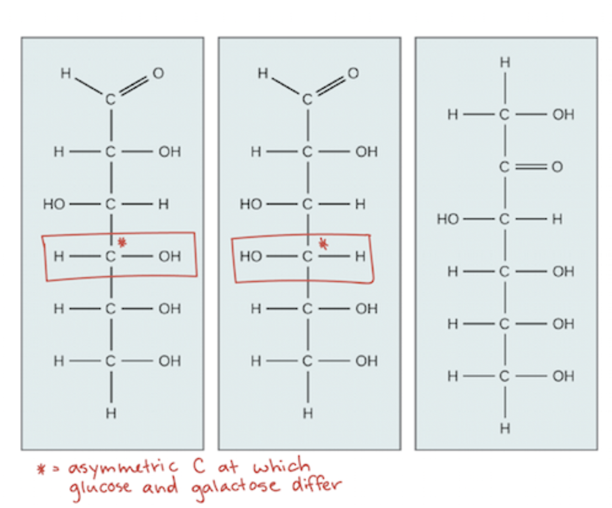 <p>Which are glucose, fructose, and galactose?</p>