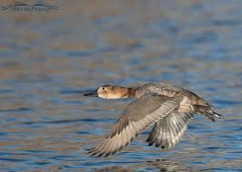 <p><span><span>Aythya valisineria</span></span></p>