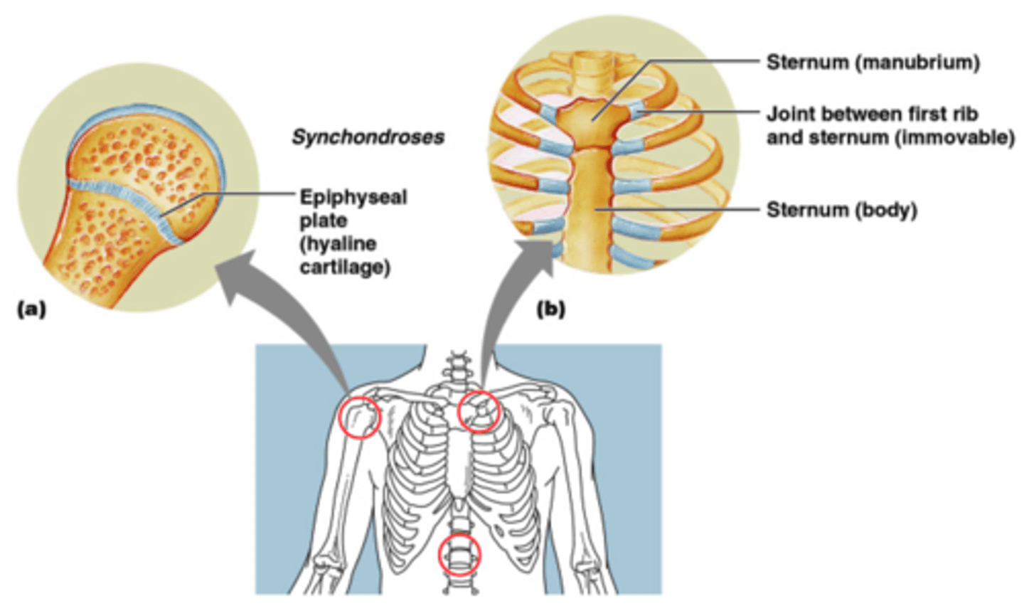 <p>hyaline (primary) cartilaginous joints. R1 to sternum</p>