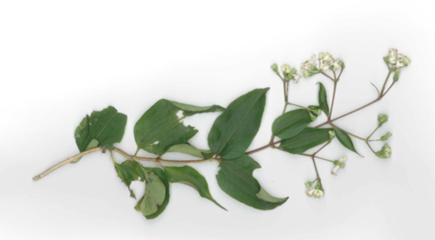 <p>white flowering now, parallel veins to midrib</p>
