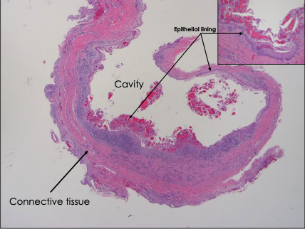 <p>What is this a histological image of?</p>