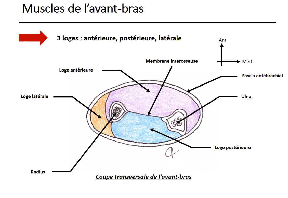 <p>Antérieure, postérieure et latérale</p>