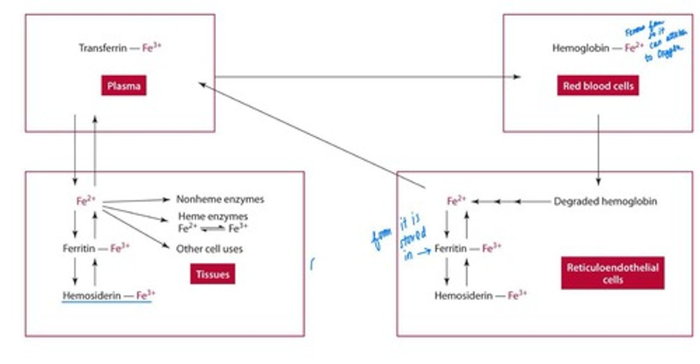 <p>Free Fe2+ binds to transferrin for delivery to tissues. Free Fe2+ can generate harmful free radicals</p>