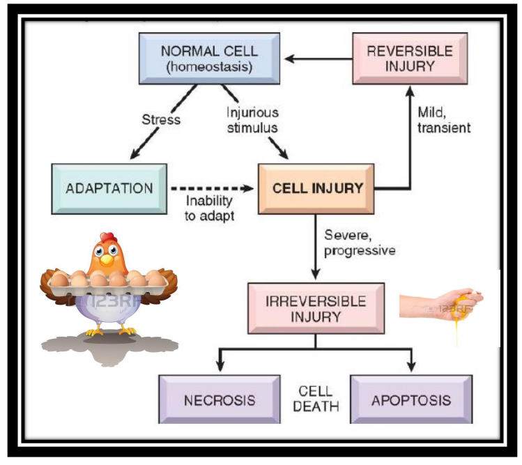 <p>DIAGRAM ON SLIDE 33</p>