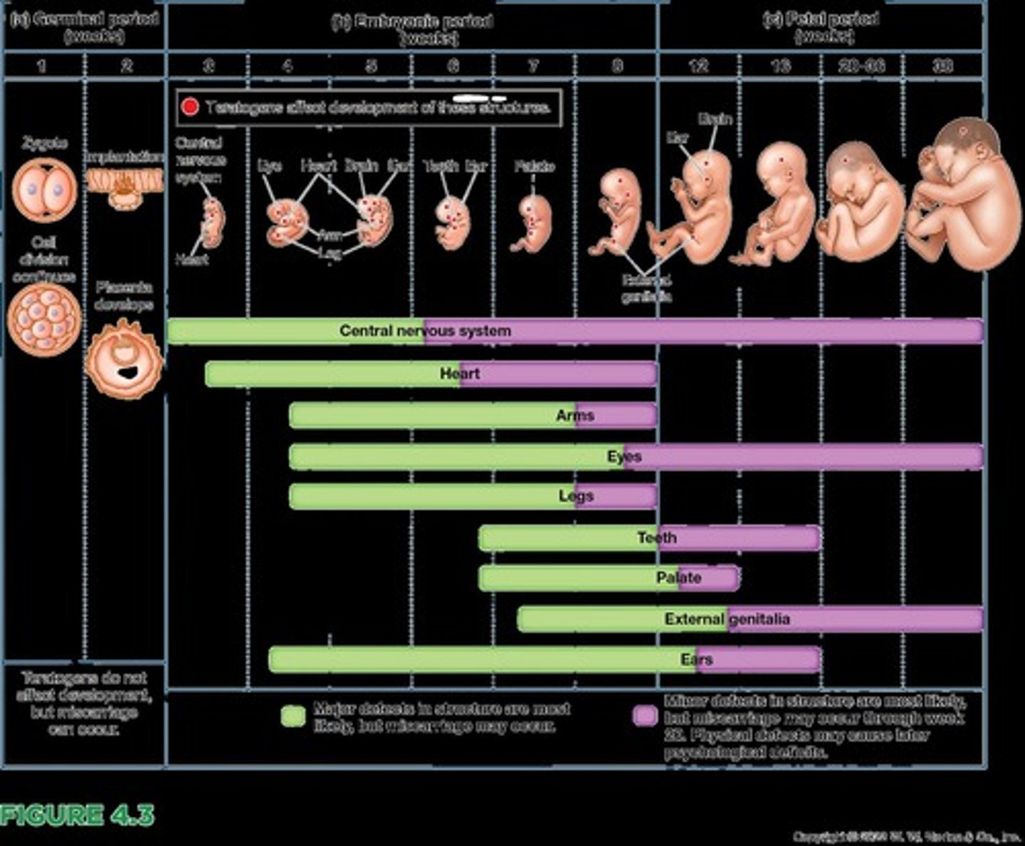 <p>Environmental substances that can harm prenatal development, including drugs and infections.</p>