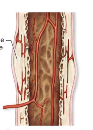<ul><li><p><strong><u>Last step to fracture repair (3-4 months, longest step)</u></strong></p></li><li><p><strong><u>Osteoclasts remove excess bony material from outer &amp; inner surfaces. Bones regains its original shape &amp; strength</u></strong></p></li></ul><p></p>