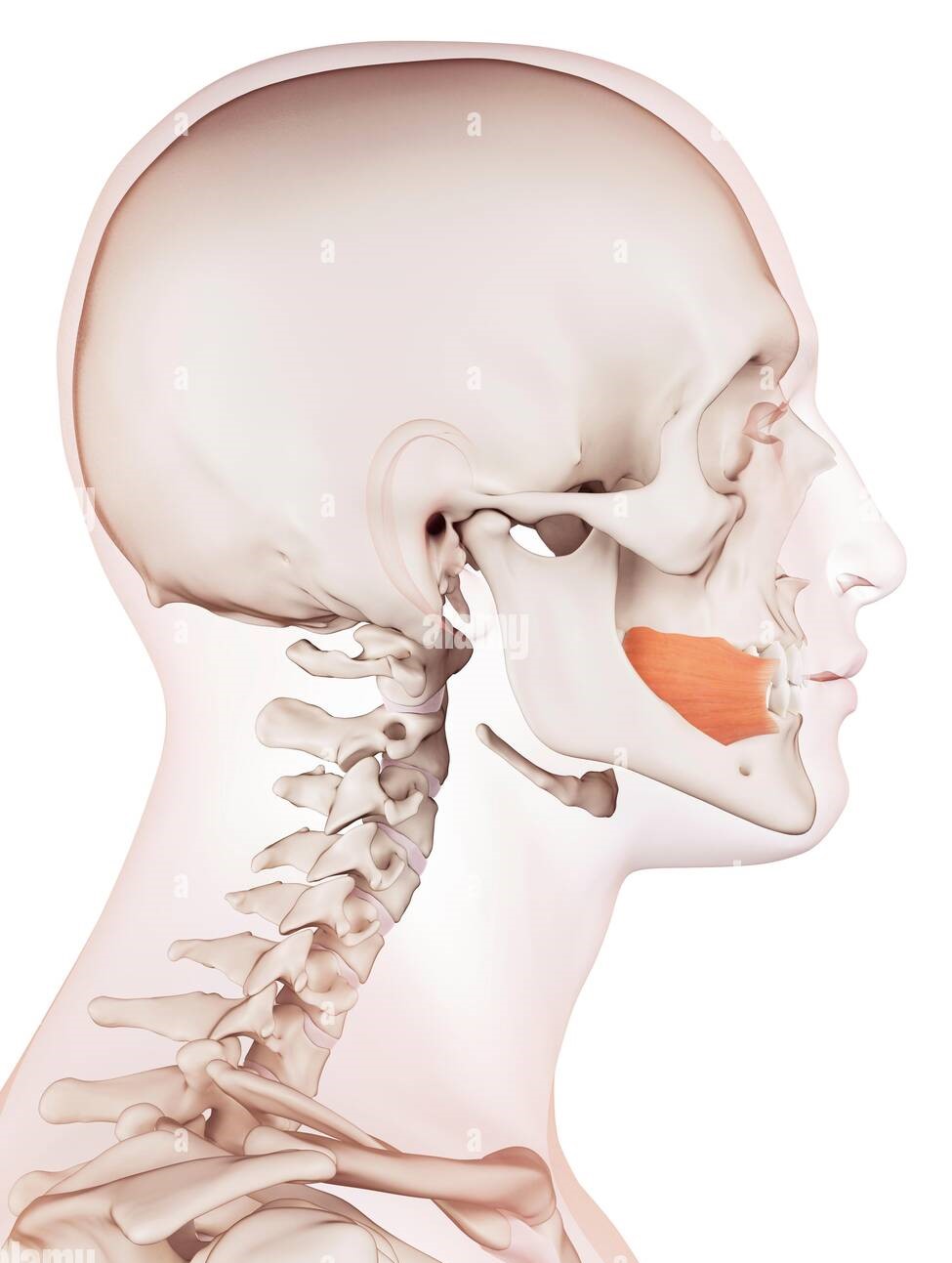 Identify what muscle this is