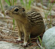 <p>What is the scientific name of this species</p>