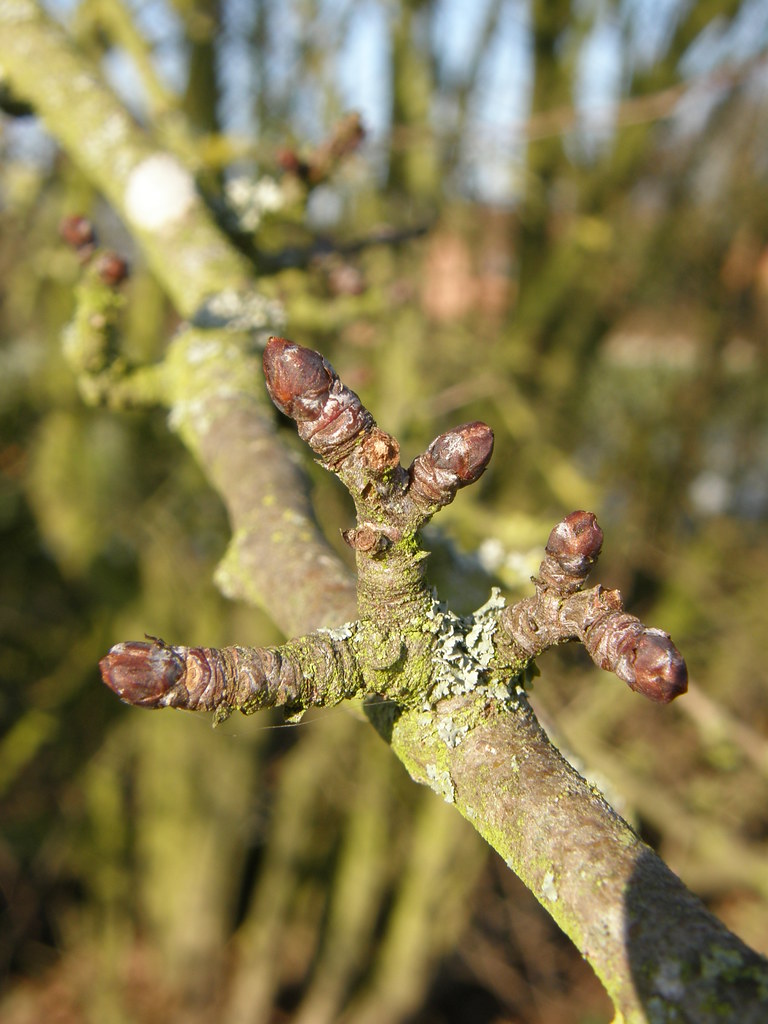 simple, entire, slight serrations, alternate leaf

scaled, white peubesant bud

pome fruit

likes full sun and well drained/sandy soil