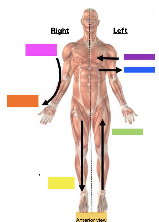 <p>name the 6 major locational anatomical terms</p>