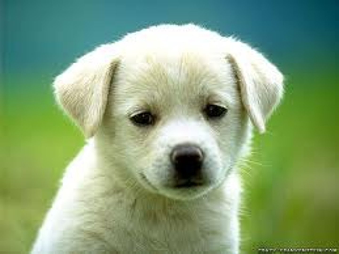 <p>the dog</p>