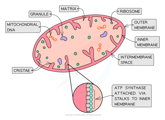 * Two phospholipid membranes
* Outer membrane 
* Inner membrane
* Intermembrane space
* Mitochondrial matrix