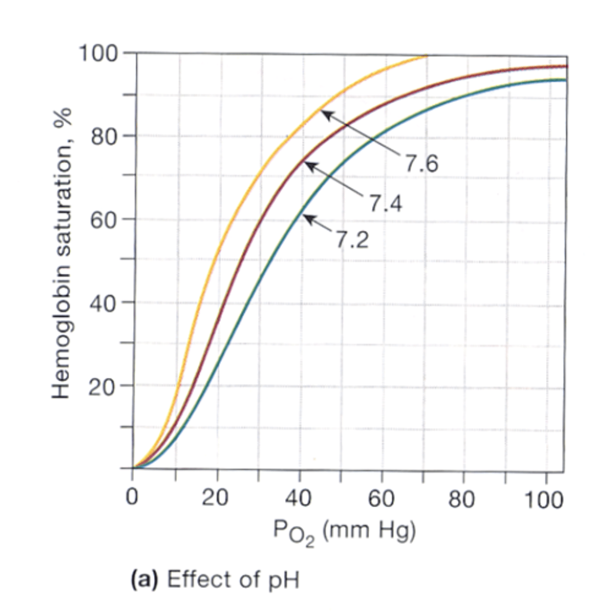 <p>respiratory acidosis (low pH) decreases the binding affinity of hemoglobin for O2 (shifts curve to the right) </p><p>*increased metabolism in active muscles generates acid = increased CO2 + lactic acid --&gt; enter RBCS --&gt; effect titratable groups on hemoglobin --&gt; decreases O2 affinity </p><p>*the pH-induced changes in Hb are independent of PCO2</p>