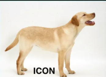 <p>the signifier (the physical/material) resembles the signified (concept), so the relationship is obvious. (ex: , metaphors, portrait, a cartoon)</p>