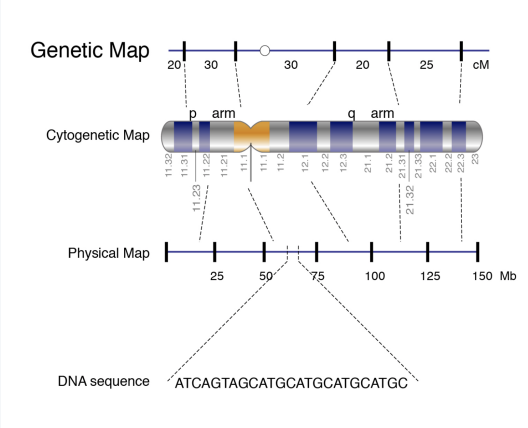 <p><strong>Genetic (linkage) maps-</strong> approximate location of genes based on recombinant rates</p><p><strong>Physical maps-</strong> more accurate; higher resolution than genetic maps</p><p></p>
