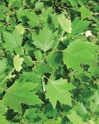 <p><span>Large deciduous tree with maple-like green leaves and mottled, peeling bark. Used as a street and shade tree.</span></p>