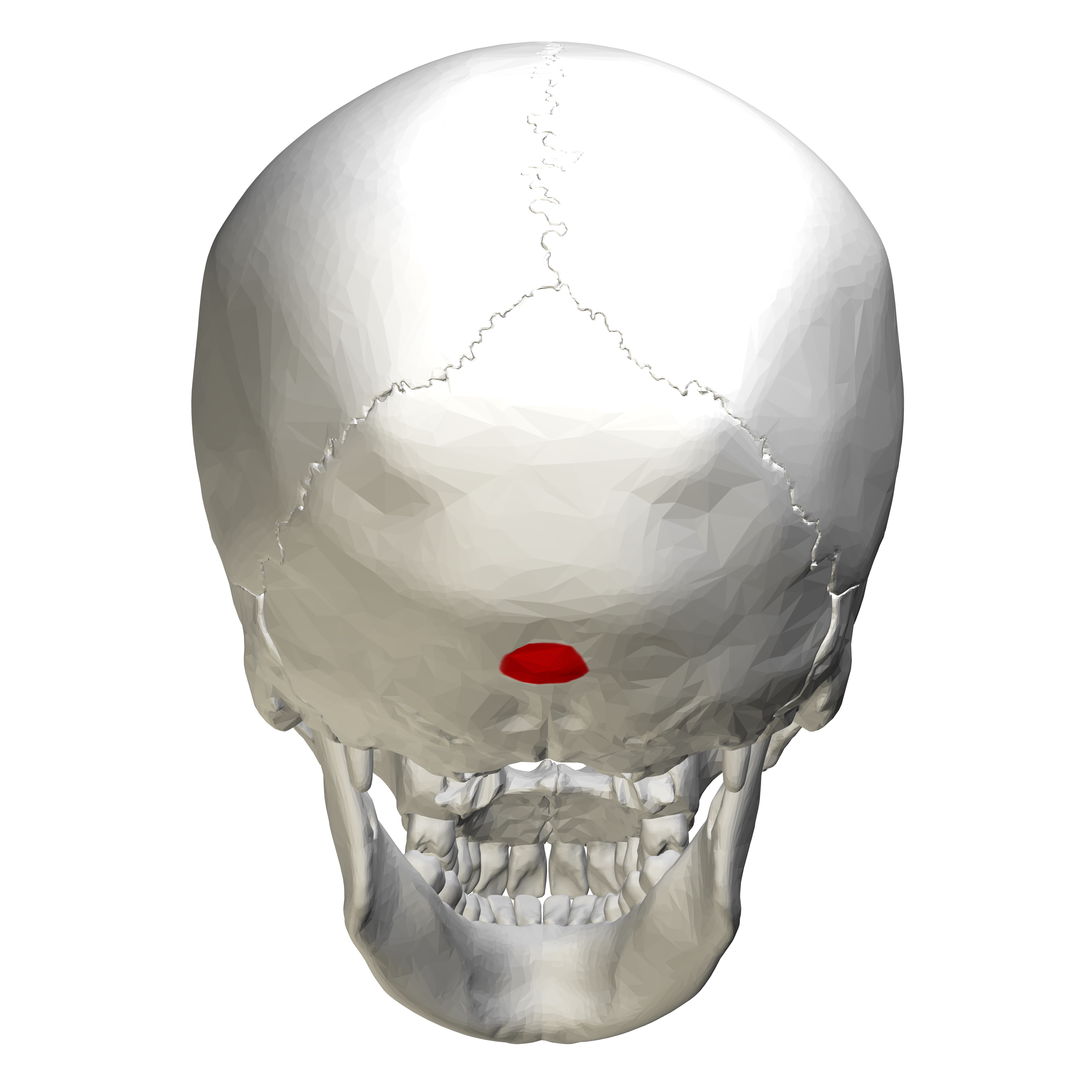 <p>occipital bone </p>