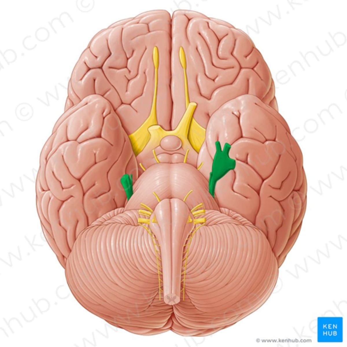 <p>Nervus trigeminus, kolmiknärv</p>
