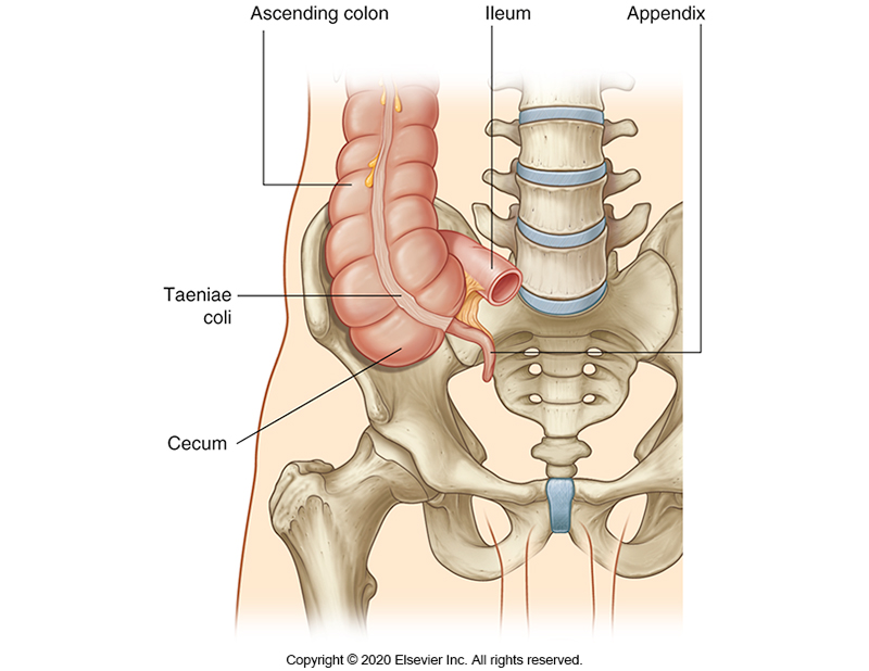 <p>First section of the large intestine. Pouch of the large intestine and contains the vermiform appendix. </p><p>Begins at the ileocecal junction (connection between Ileum and Caecum)</p>