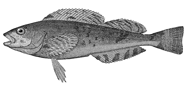 <p>Greenlings (Kelp greenling, painted greenling, lingcod)</p><ul><li><p>no spiny head</p></li><li><p>elongate body with long single dorsal fin</p></li><li><p>pelvic fins thoracic</p></li></ul><p></p>