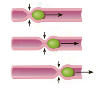 <p>-rings of smooth muscle contraction (indicated by the inward pointing arrows) travel in the mouth-to-anus direction along digestive tract.</p><p>-contraction between narrows the interior of the tract, pushing material inside it (green) through the tube</p>