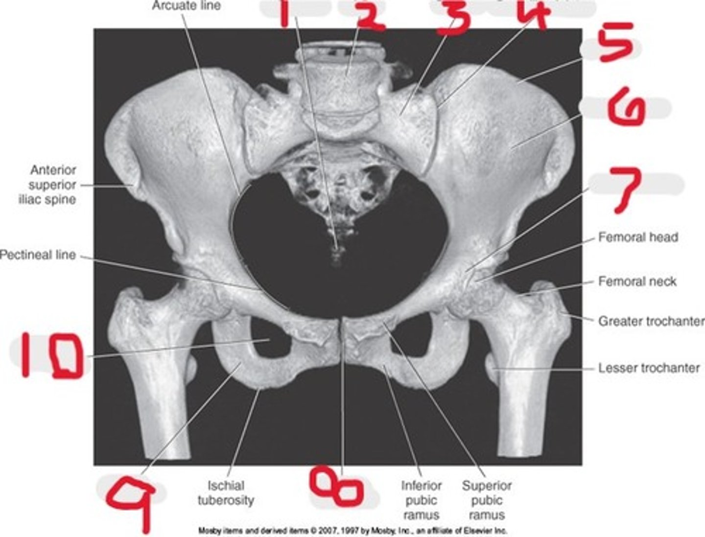 <p>Name all numbered structures</p>