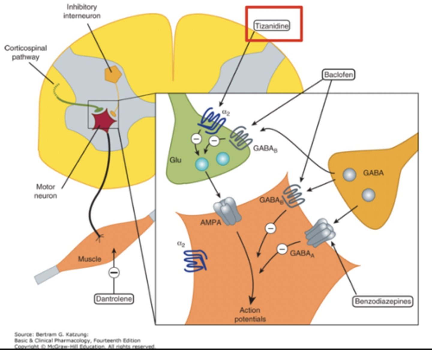 <p>Zanaflex</p><p>antispastic + antispasmodic muscle relaxer </p><p>MOA: activation of presynaptic a2 receptors -> decreased excitatory NT release</p><p>- extensive 1st pass metabolism</p><p>- ADEs: sedation, dry mouth, N/V, hypotension, hepatotoxicity</p><p>- avoid abrupt d/c due to rebound spasticity</p>