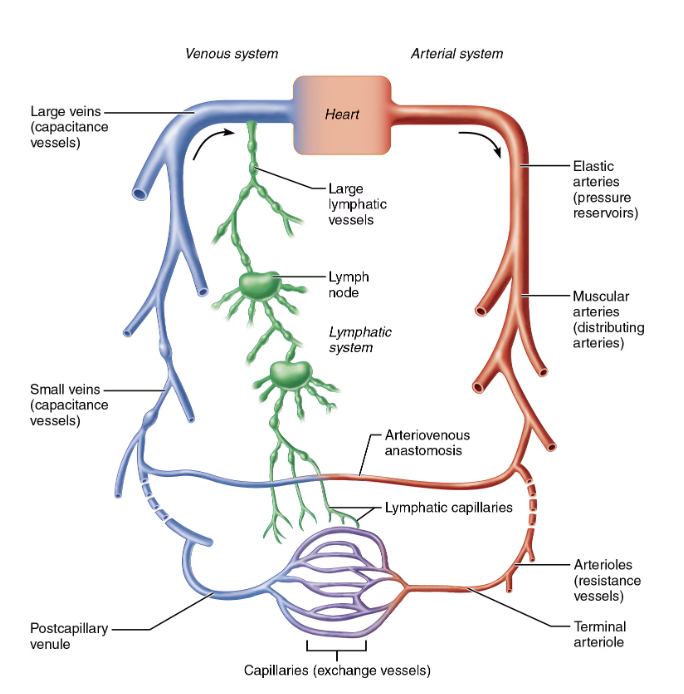 <p>Muscular arteries </p>
