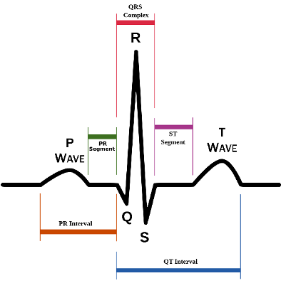 <p>Electrocardiograph (ECG)</p>