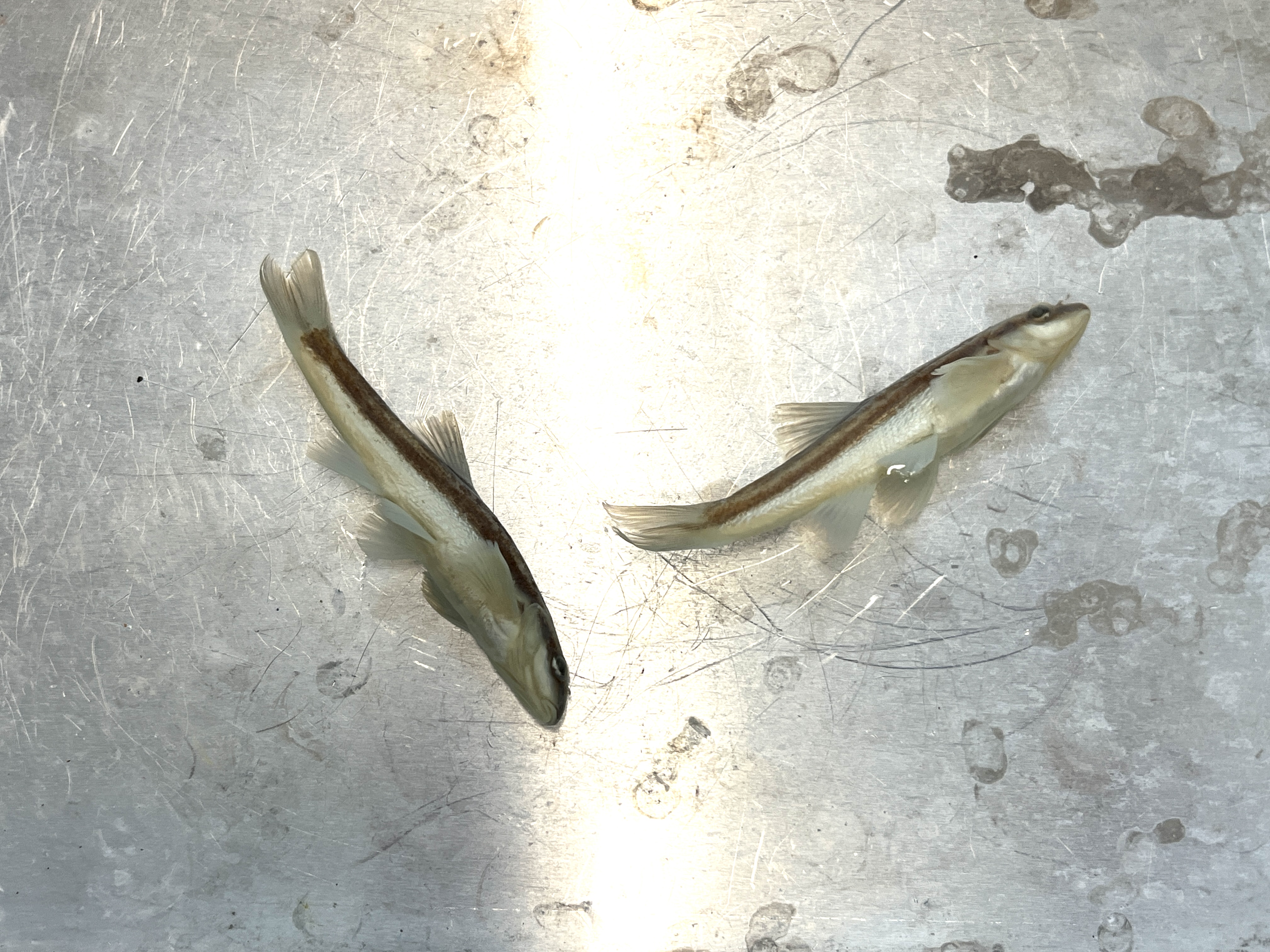 <p>Eastern Blacknose Dace</p>