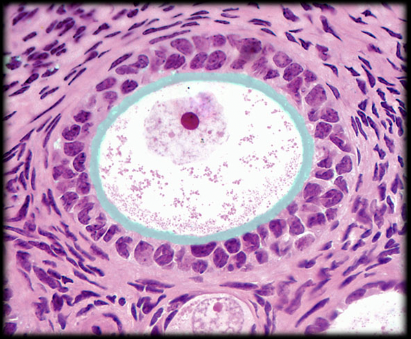 <p>What structure is shown?</p>