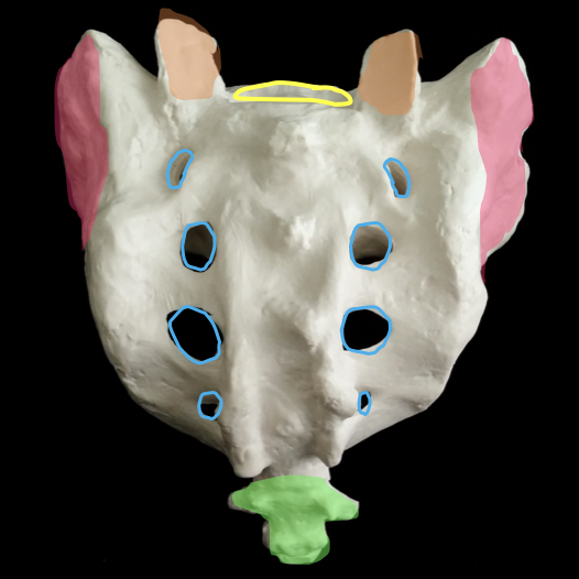 <p>green portion</p>
