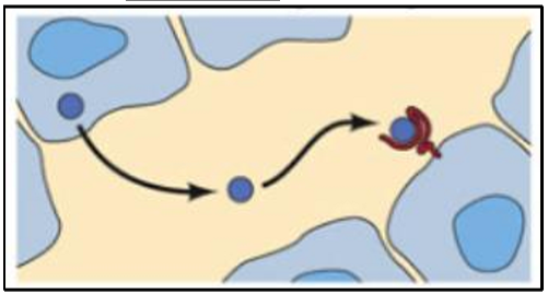 <p>a secreting cell acts on nearby target cells by discharging signalling molecules into the extra-cellular fluid</p>
