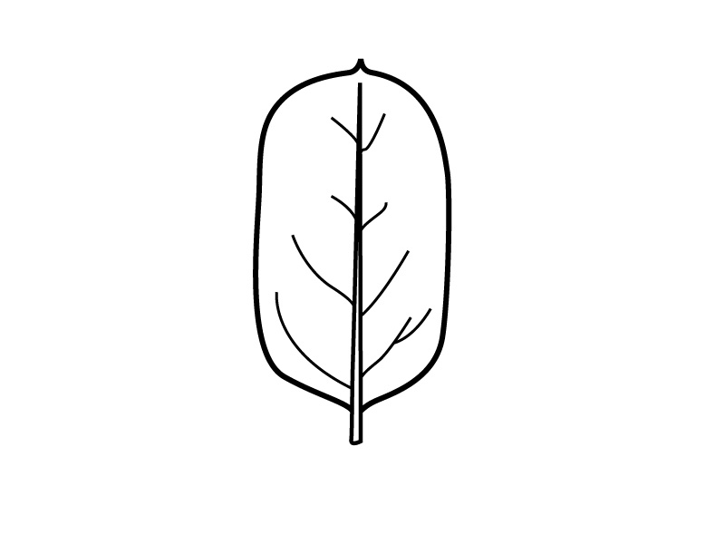 <p>Leaf shape?</p>