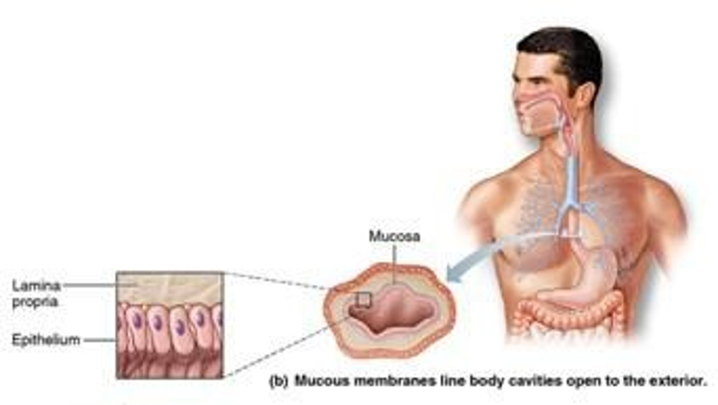 <p>Lines open body cavities; moist surface.</p>