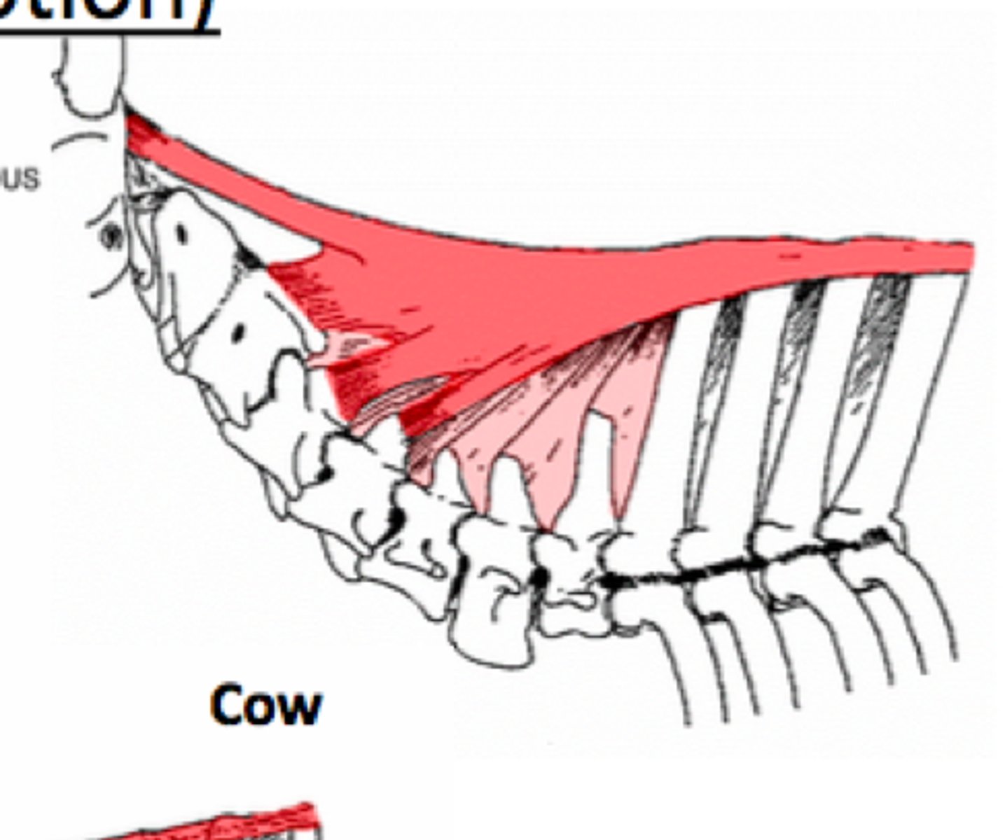 <p>Funicular part</p><p>Laminar part</p>