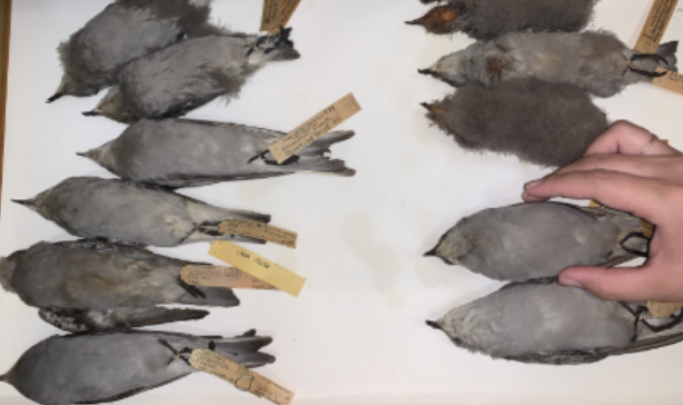 <p>Northern Storm-Petrels</p>