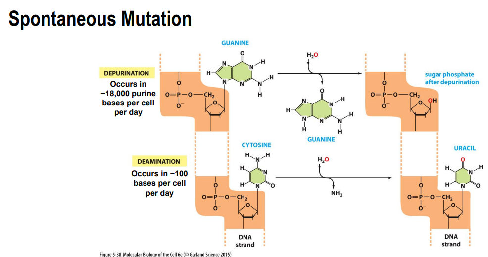 <p>Depurination</p><ul><li><p>purine bases can be lost from the sequence </p></li></ul><p></p><p>Deamination:</p><ul><li><p>deamination of cytosine → Uracil </p></li></ul><p></p><p>Tautomeric forms of DNA bases:</p><ul><li><p>bases can be incorporated inro DNA in their rare tautomeric forms</p></li><li><p>allows different base pairing </p></li></ul><p></p>