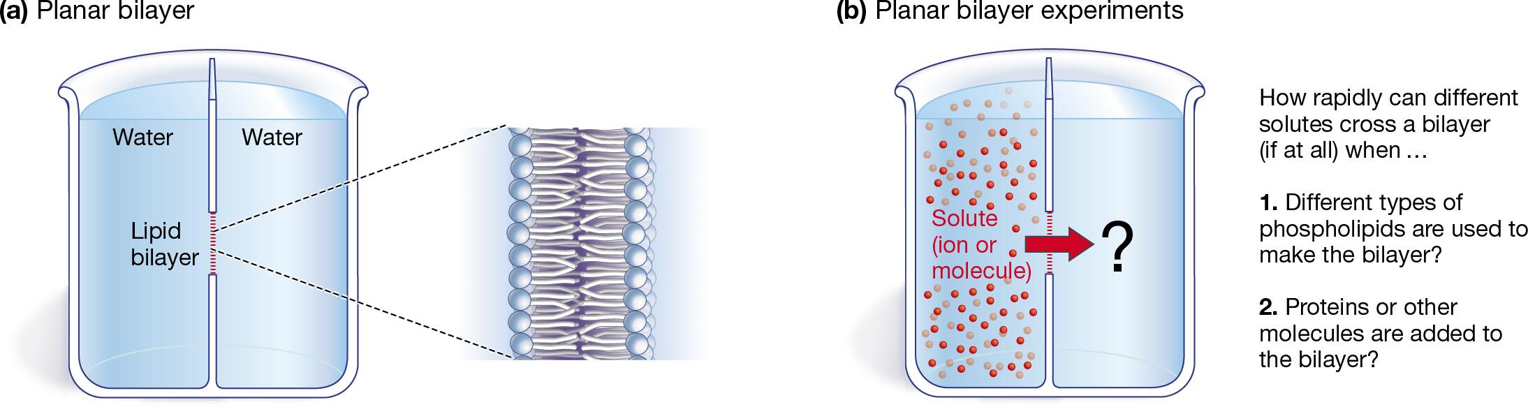 Use of Planar Bilayers in Experiments