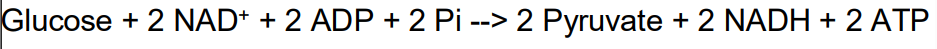 <p><strong><mark data-color="#f8ff00" style="background-color: rgb(248, 255, 0); color: inherit;">Ten step reaction sequence that converts one glucose molecule into 2 molecules of pyruvate&nbsp;</mark></strong></p><ul><li><p>glucose goes to 2 three-carbon pyruvates</p></li><li><p>ATP and NADH produced</p></li></ul><p>Occurs in cytosol</p><p></p>