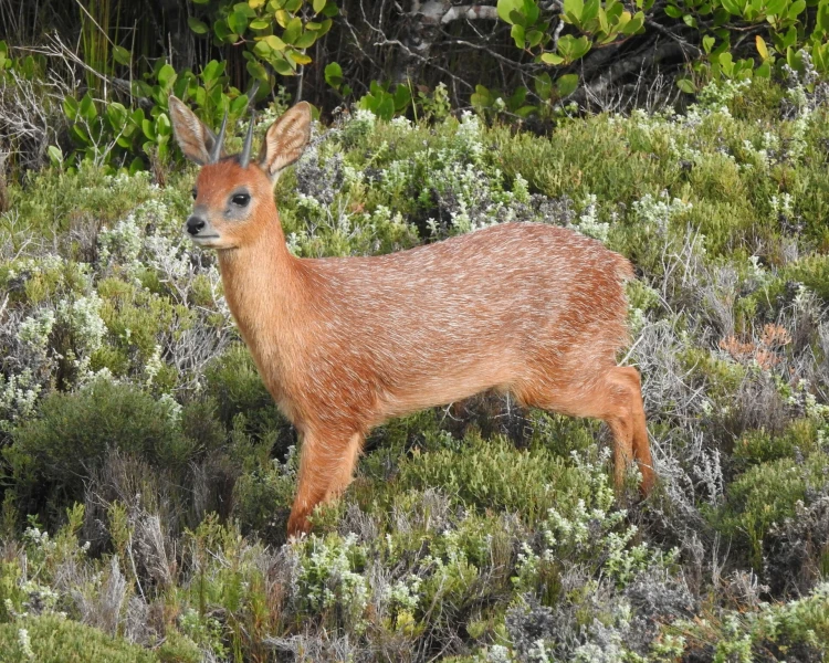 <p>Western cape, cape town </p>