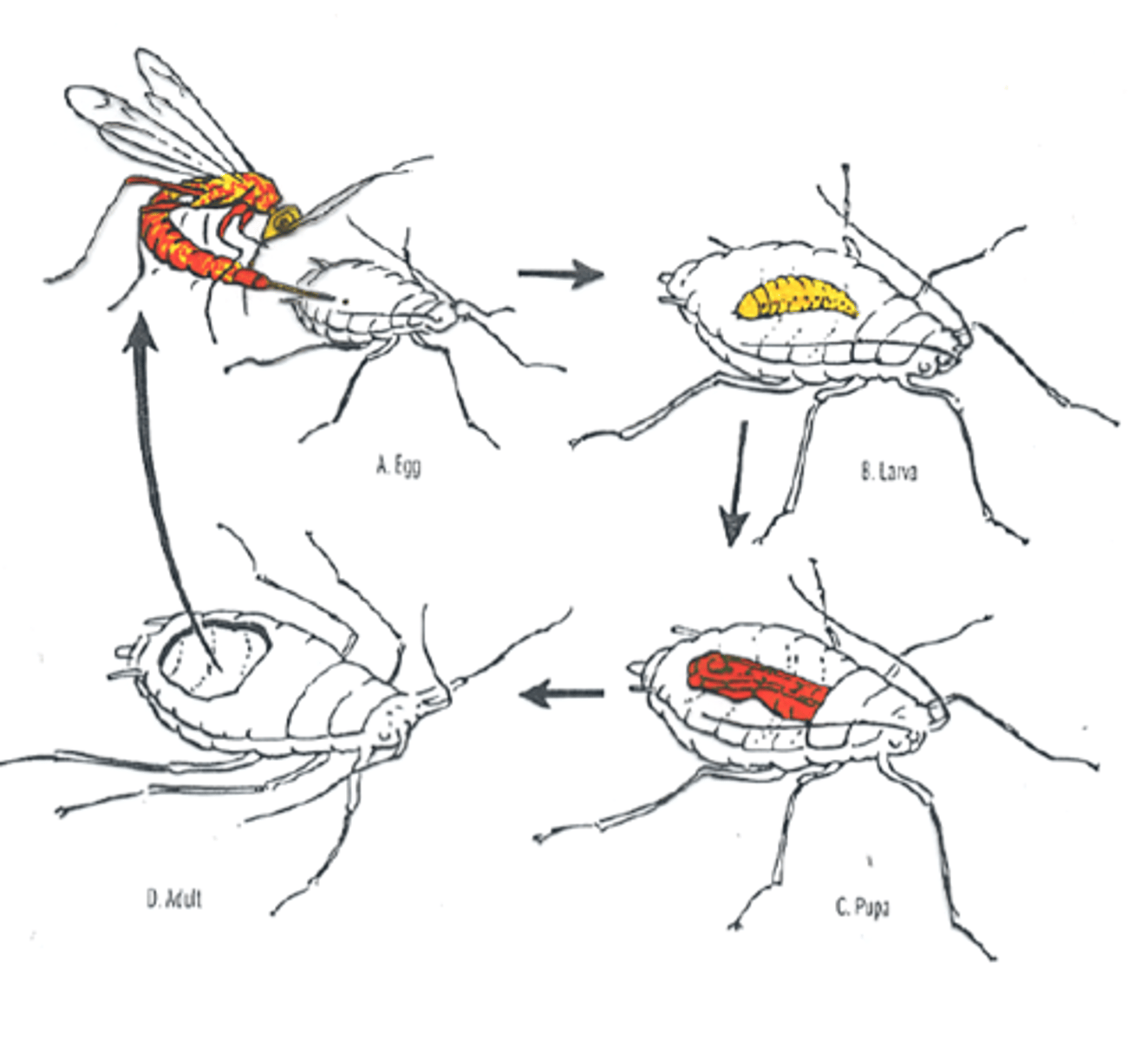<p>Lays eggs inside or on a host, leading to its death when larvae develop and consume it from within.</p><p>Example: parasitic wasp targeting caterpillar</p>