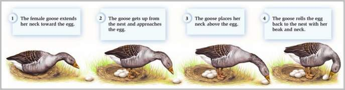 <p>innate, preprogrammed response to a stimulus. Once this action has begun, it will not stop until it has run its course</p><p>eg. once a goose detects a key stimulus (egg outside nest), it will go through an entire set of movements</p>