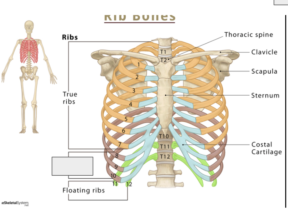 <p>Name the covered bone</p>