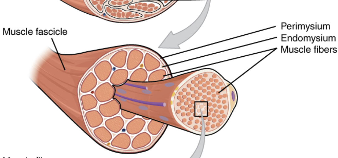 <p><span>Which of the following is the name for the structure that surrounds an individual muscle fiber?</span></p>