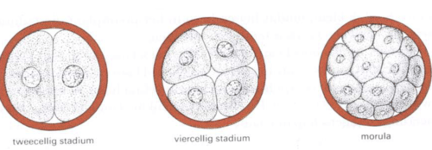 <p>een deling (mitose) waarbij in de nieuw gevormde cellen van een embryo geen plasmagroei optreedt</p>