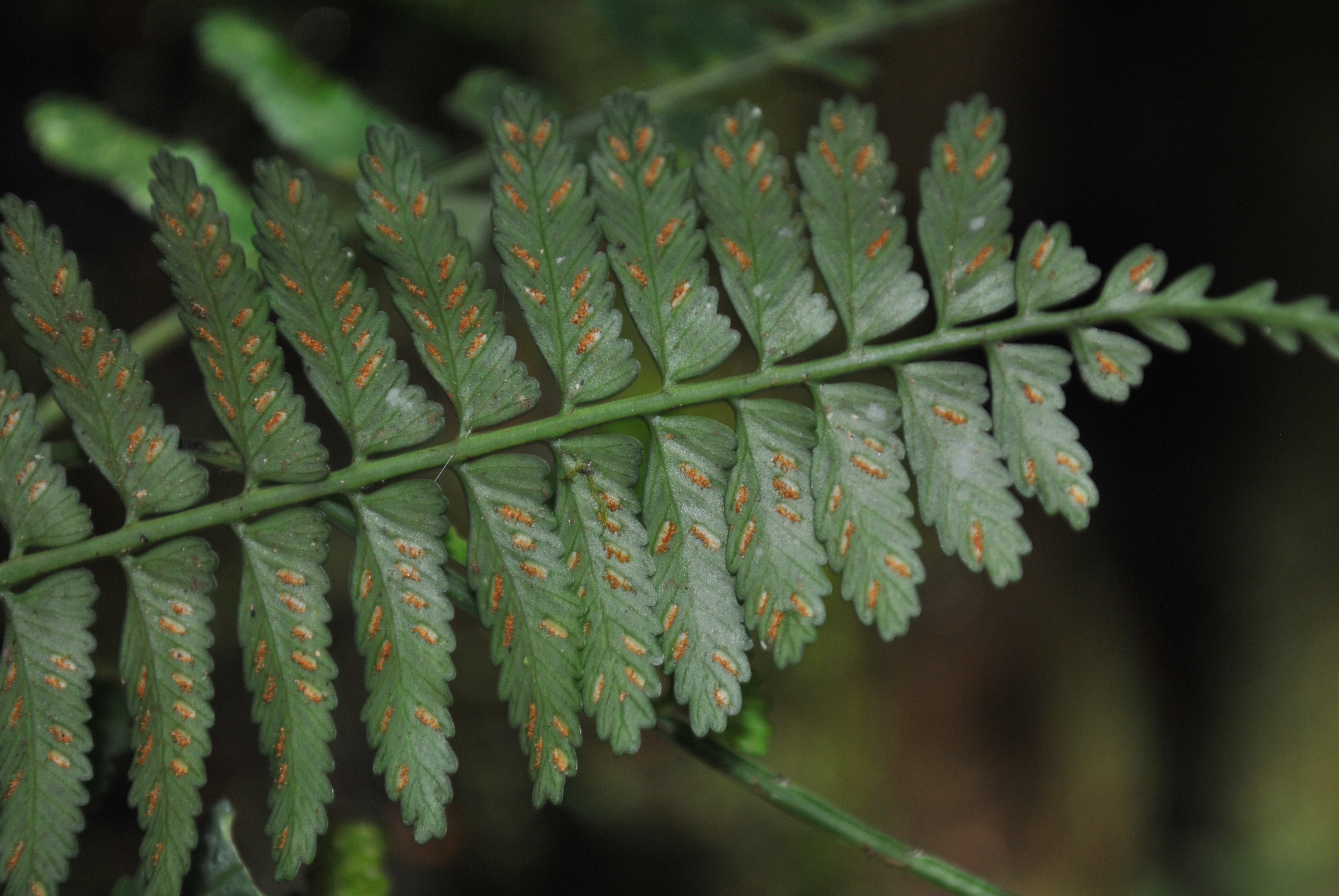 <p>What are the identifying characteristics of the Aspleniaceae family?</p>