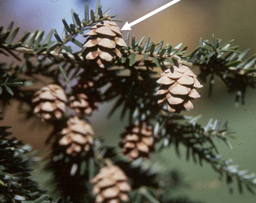<p>cones, smooth scale edges, loose scales</p>