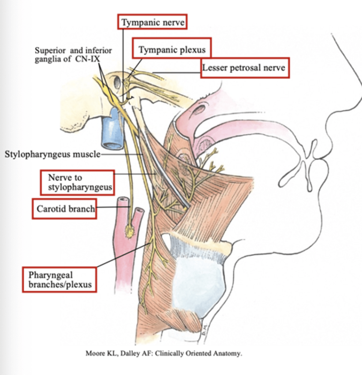 <p>tympanic nerve TO tympanic plexus TO lesser petrosal nerve</p>