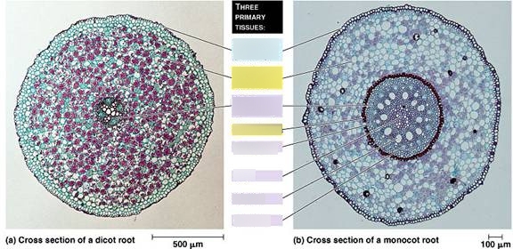 Monocot/Dicot